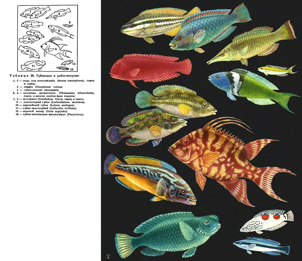 Рыбы разных форм и окрасок